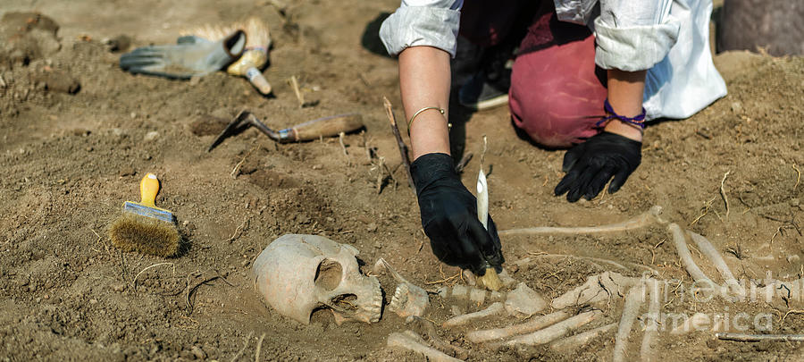 Archaeologist Excavating Skeleton #30 Photograph by Microgen Images/science Photo Library
