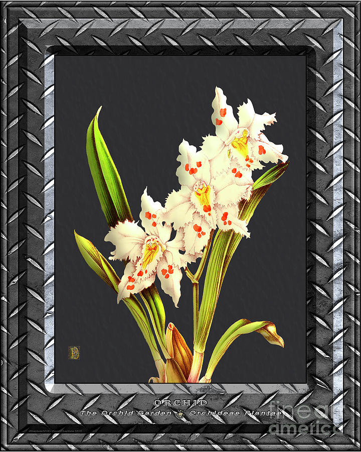 Classic Vintage Orchid And Hyper-realism Painting Metal Silver Drawing