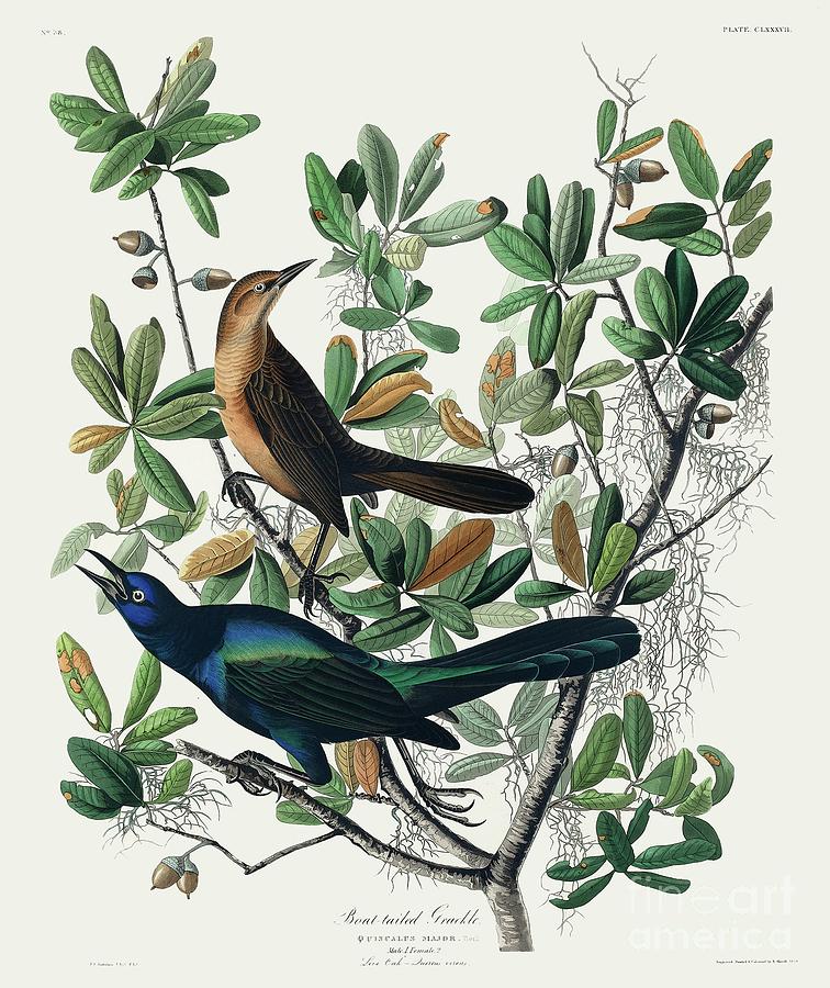 John James Audubon Purple Grackel 22x30 Art Print Hand Numbered Ltd Edition