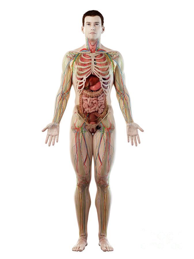 3d Photograph - Male Anatomy #30 by Sebastian Kaulitzki/science Photo Library