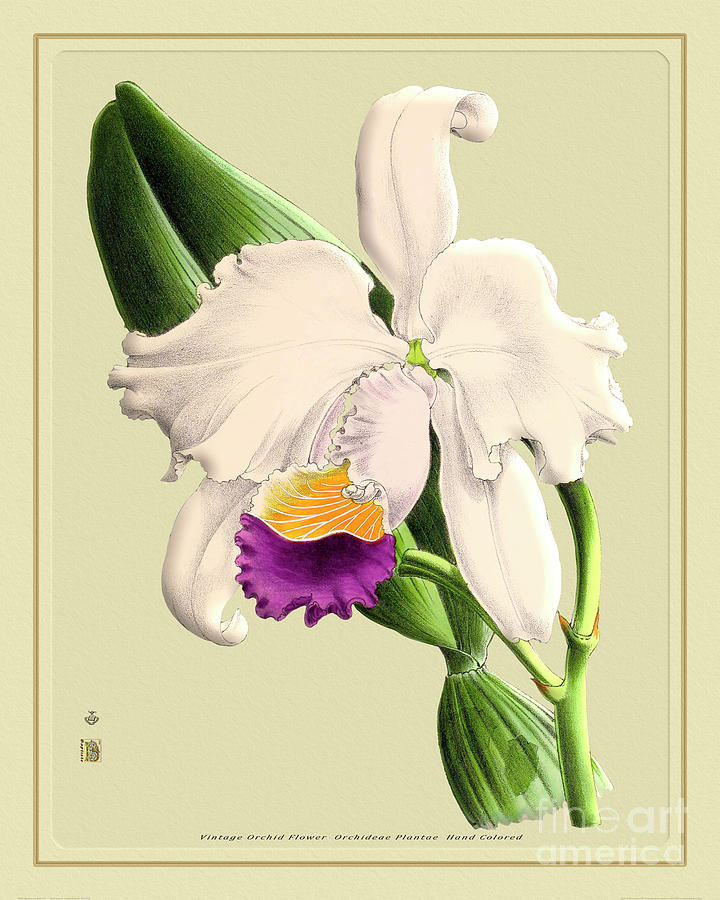 Orchid Flower Orchideae Plantae Antique Painting by Baptiste Posters ...