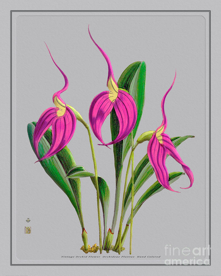 Orchid Flower Orchideae Plantae Plant Digital Art
