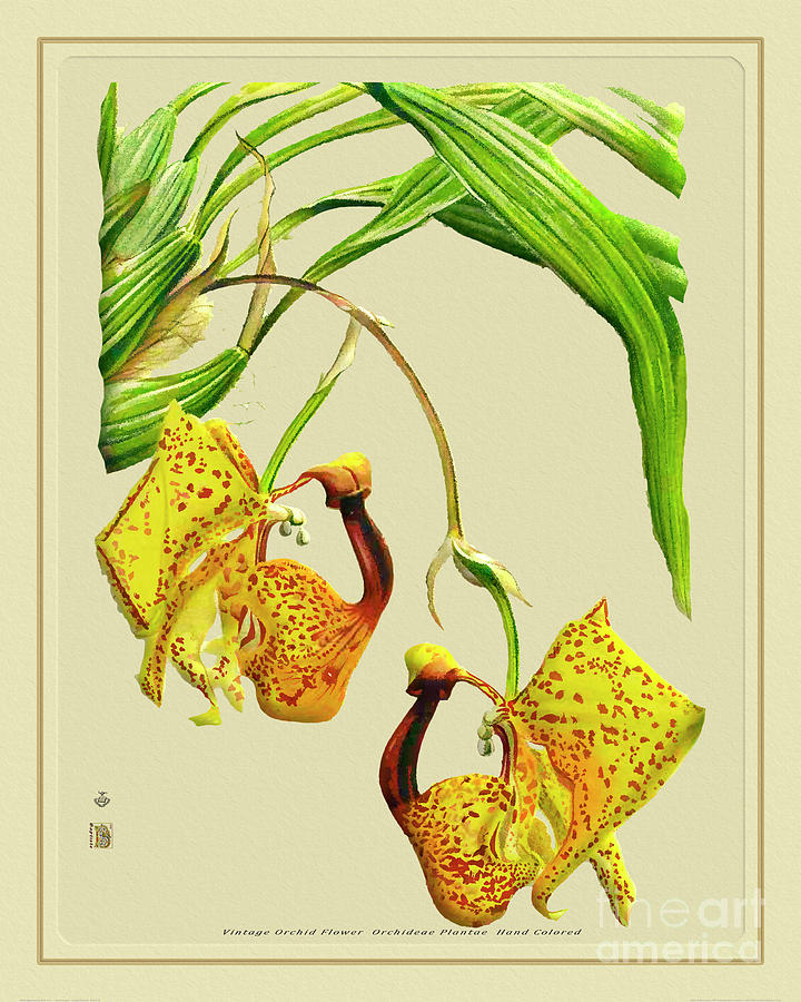 Orchid Flower Orchideae Plantae Vintage Digital Art