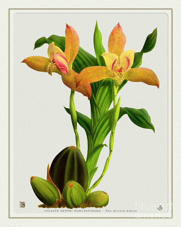 Vintage Digital Art - Orchid Vintage Print on Tinted Paperboard #30 by Baptiste Posters