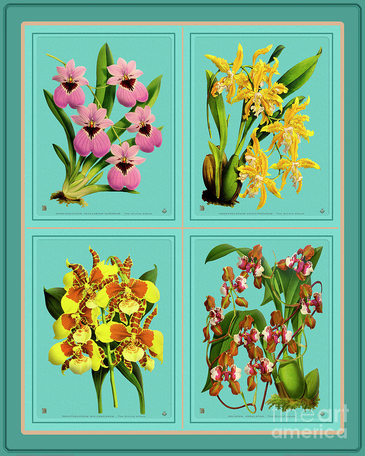 Orchids Quatro Collage Mixed Media