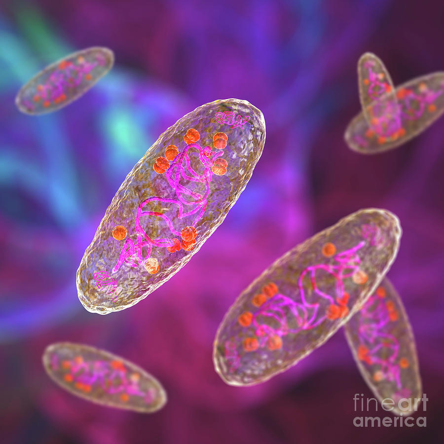 Plague Bacteria Yersinia Pestis Photograph By Kateryna Konscience