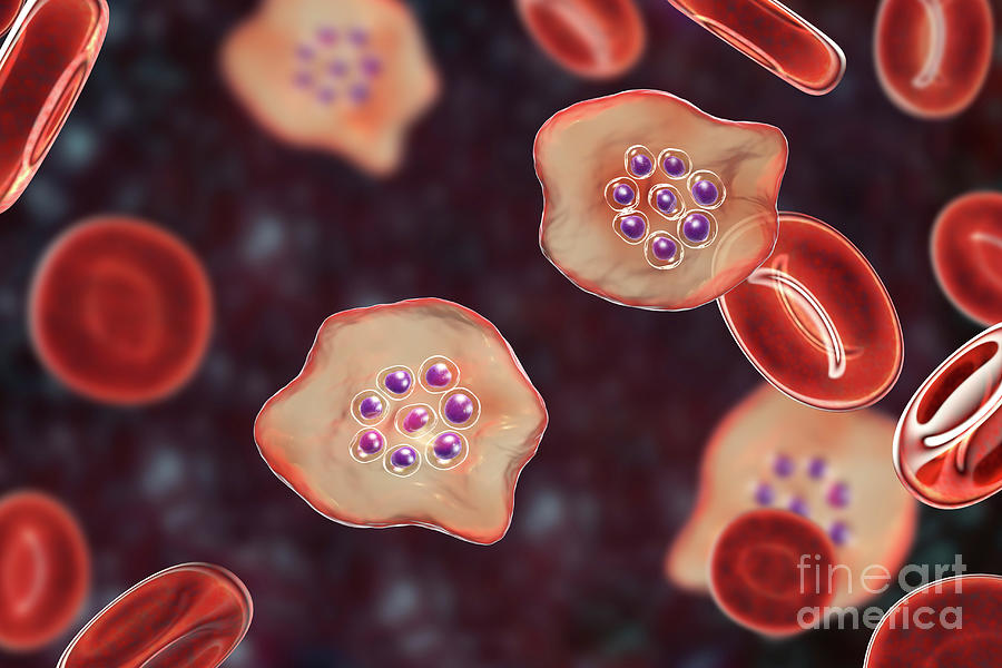 Plasmodium Ovale Inside Red Blood Cell #30 Photograph by Kateryna Kon/science Photo Library