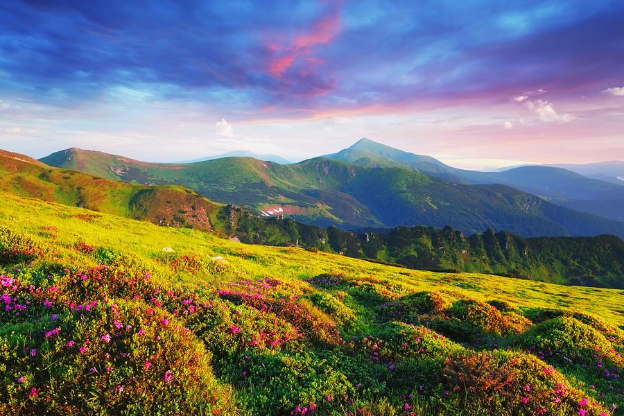Summer Photograph - Rhododendron Flowers Covered Mountains #30 by Ivan Kmit