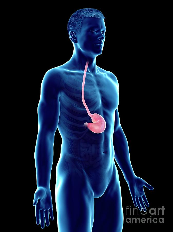 Stomach #30 by Sebastian Kaulitzki/science Photo Library