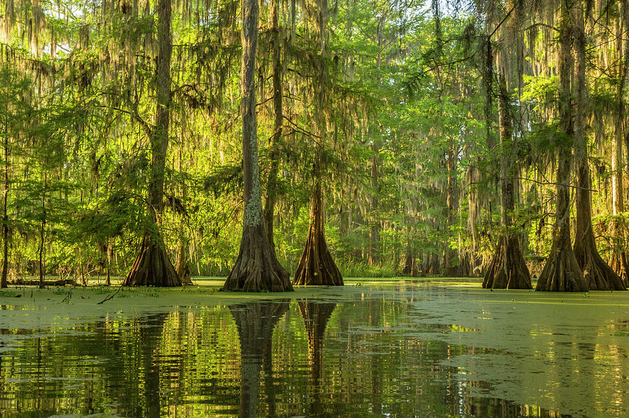 USA, Louisiana, Lake Martin Photograph by Jaynes Gallery | Fine Art America