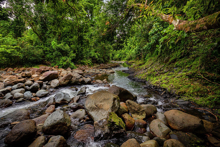 Yunque, Natl Forest, Puerto Rico #30 Digital Art by Claudia Uripos