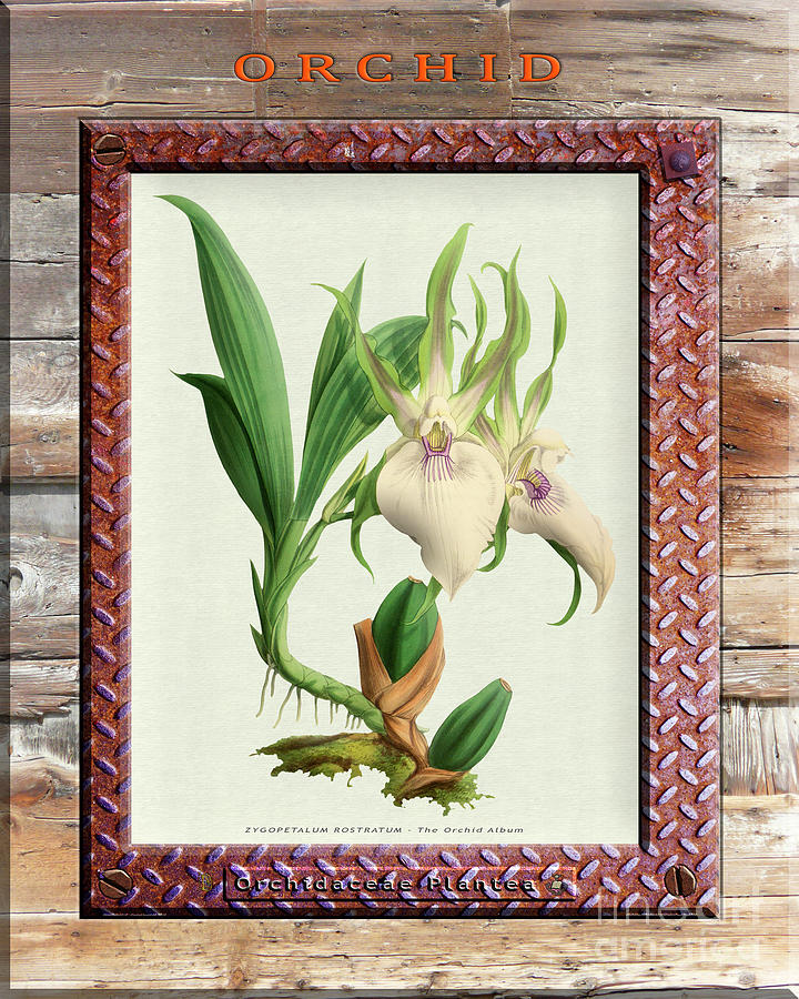 Orchid Framed On Weathered Plank And Rusty Metal Drawing
