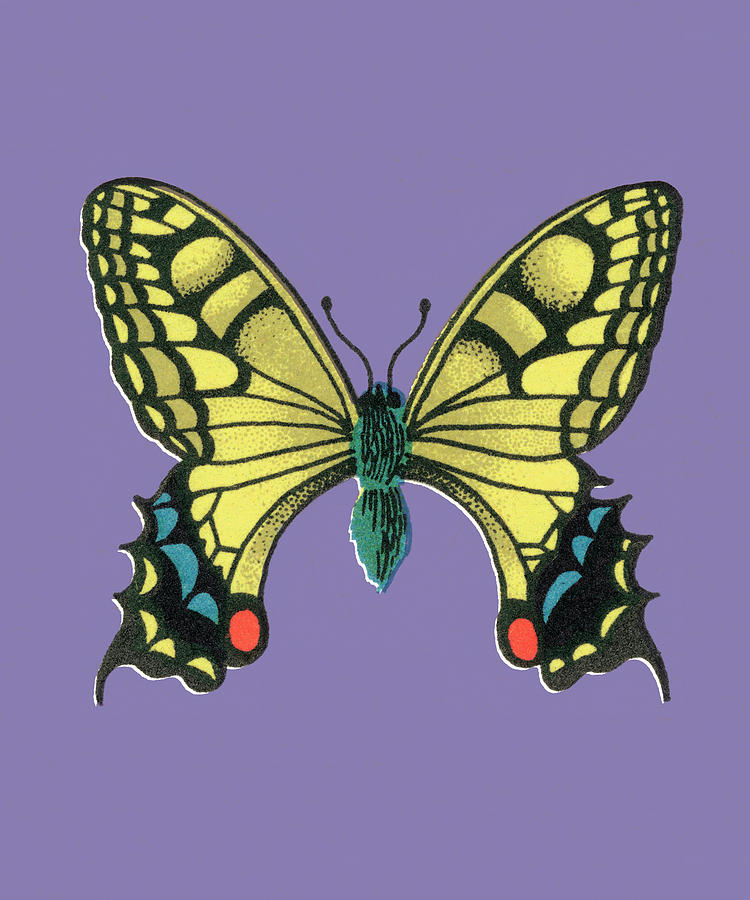 Butterfly Drawing - Butterfly #31 by CSA Images