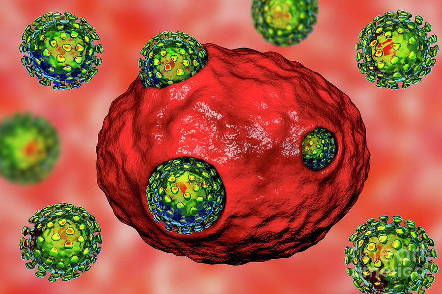 Covid-19 Coronaviruses Infecting Human Cells Photograph By Kateryna Kon 