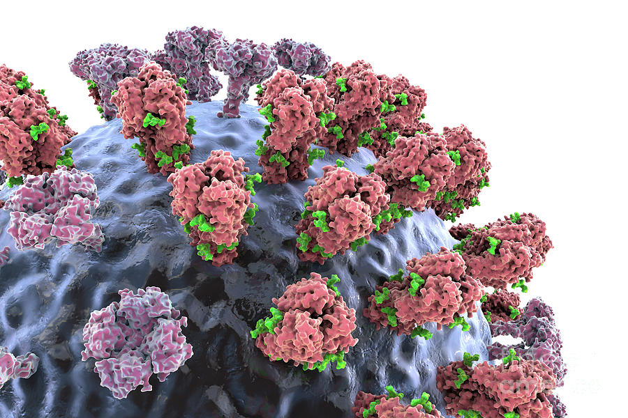 Flu Virus #31 By Kateryna Kon/science Photo Library