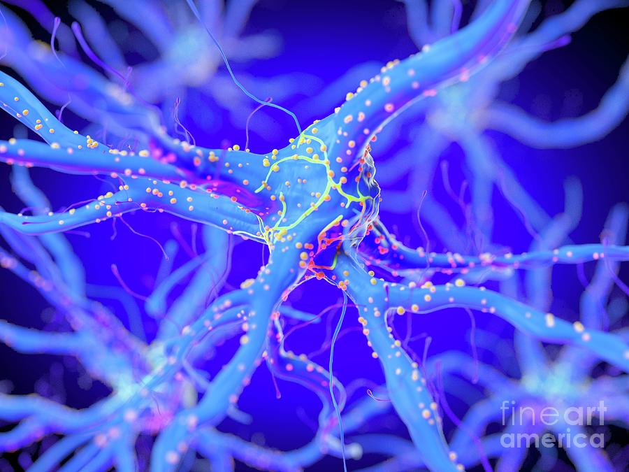 3d Photograph - Illustration Of A Nerve Cell by Sebastian Kaulitzki/science Photo Library 3d Photograph - Illustration Of A Nerve Cell by Sebastian Kaulitzki/science Photo Library