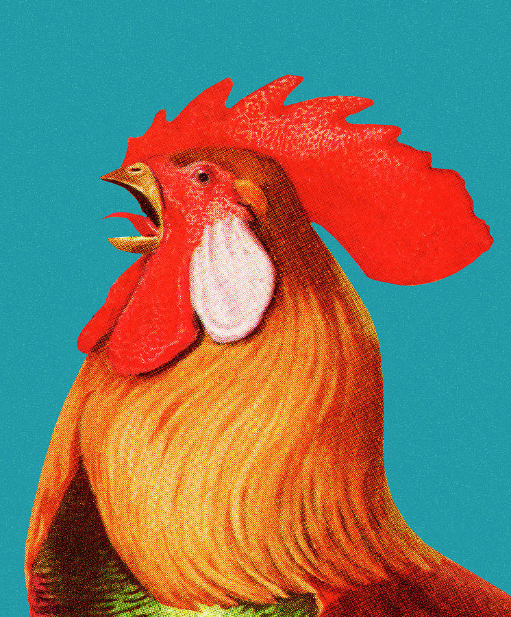 Chicken Drawing - Rooster #31 by CSA Images