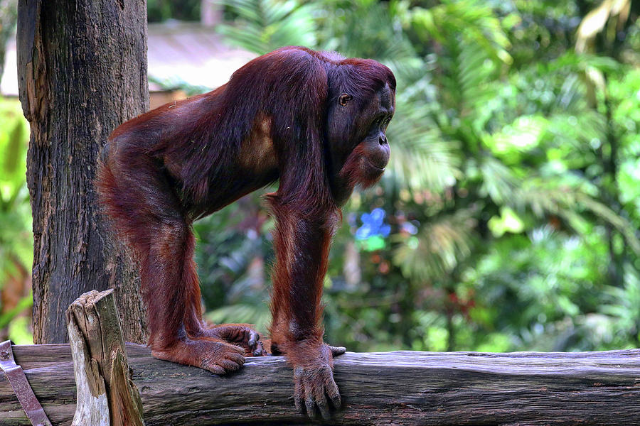 Singapore Zoo #31 Photograph by Paul James Bannerman