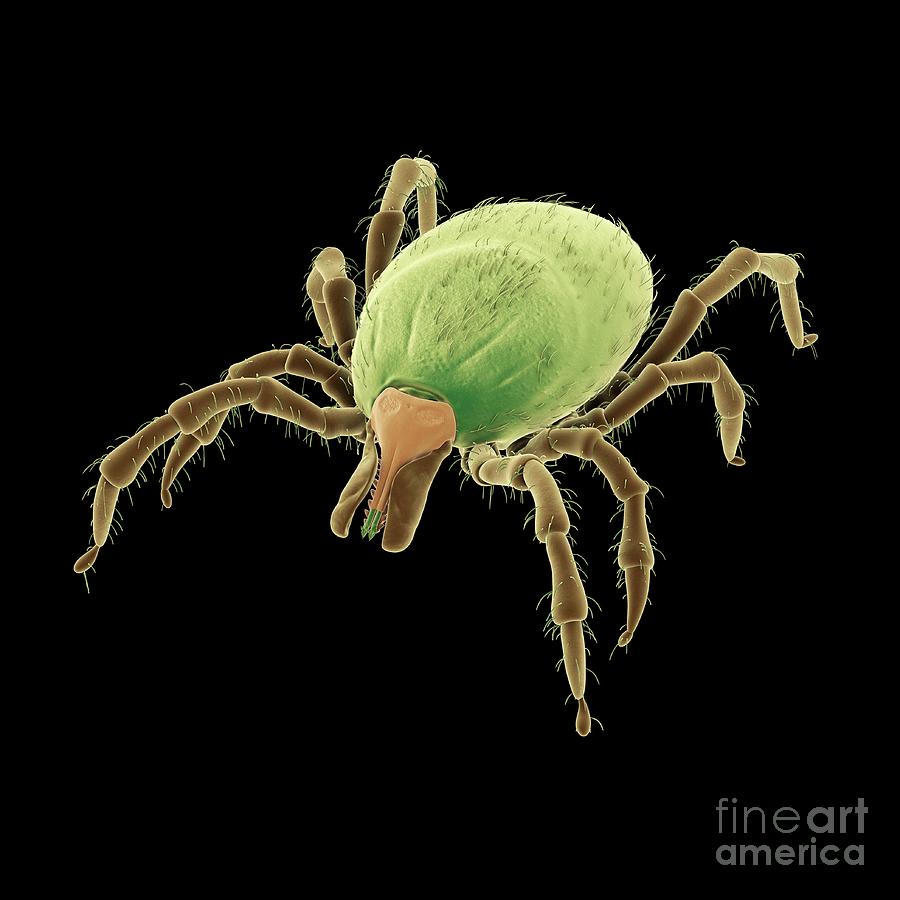 Nature Photograph - Tick #31 by Sebastian Kaulitzki/science Photo Library