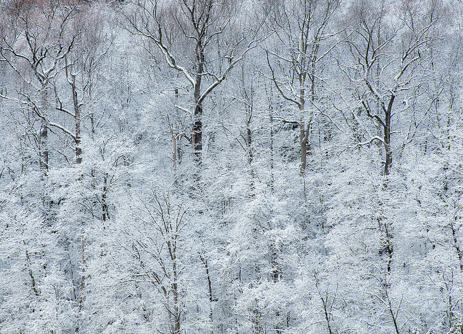 USA, New York State Photograph by Chris Murray - Fine Art America