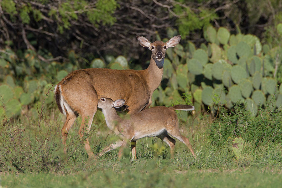 Alert Photograph - White-tailed Deer (odocoileus #31 by Larry Ditto