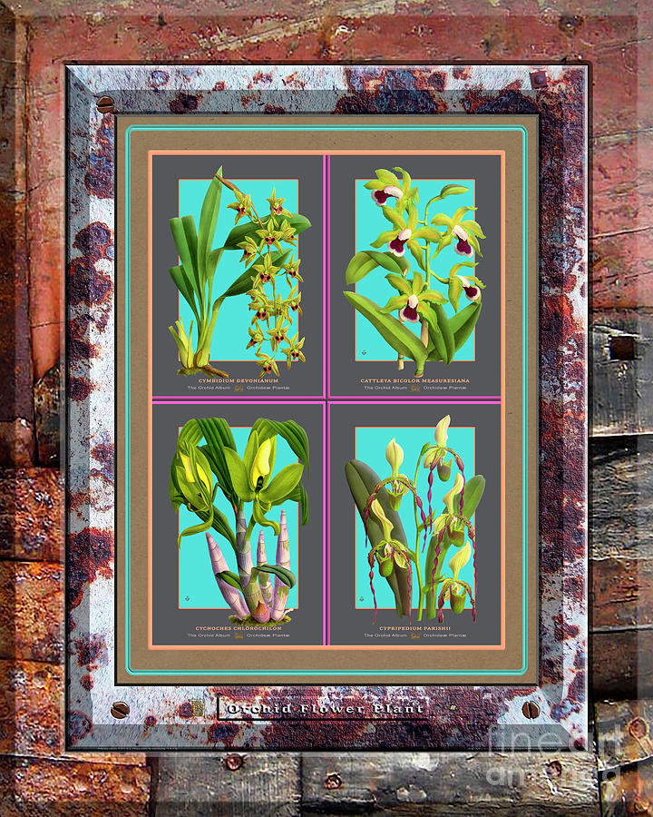 Antique Orchids Quatro On Rusted Metal And Weathered Wood Plank Painting