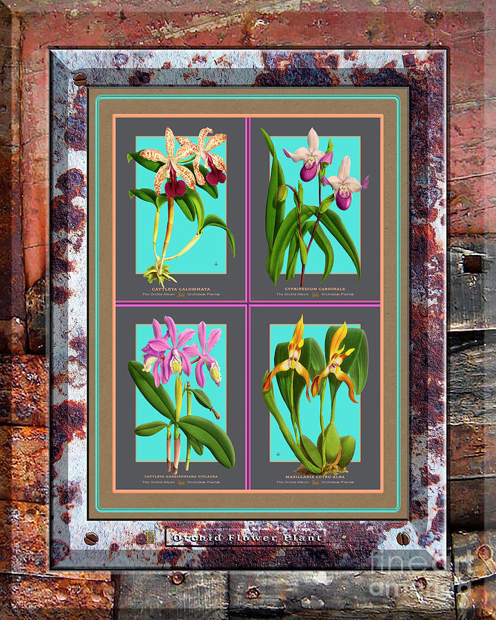 Vintage Painting - Antique Orchids Quatro on Rusted Metal and Weathered Wood Plank #317 by Baptiste Posters