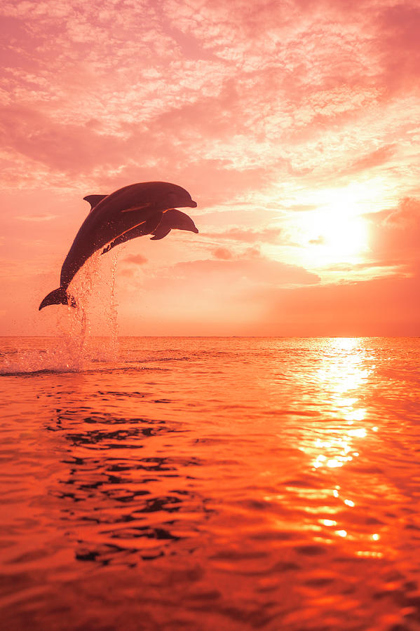 Wildlife Photograph - Bottlenose Dolphins, Caribbean Sea #32 by Stuart Westmorland