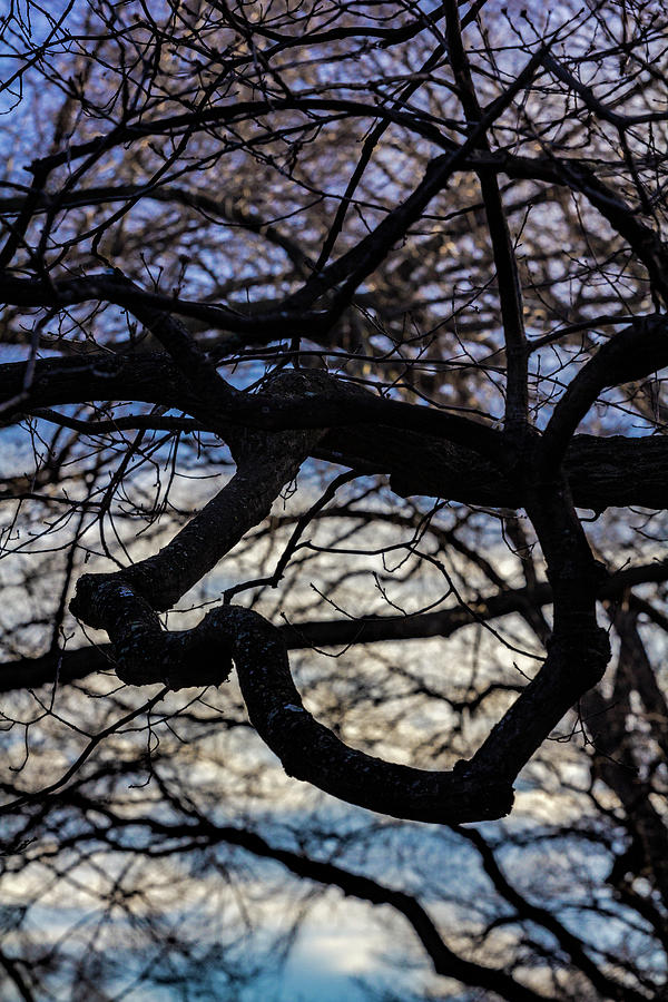 Branches and Clouds #32 Photograph by Robert Ullmann