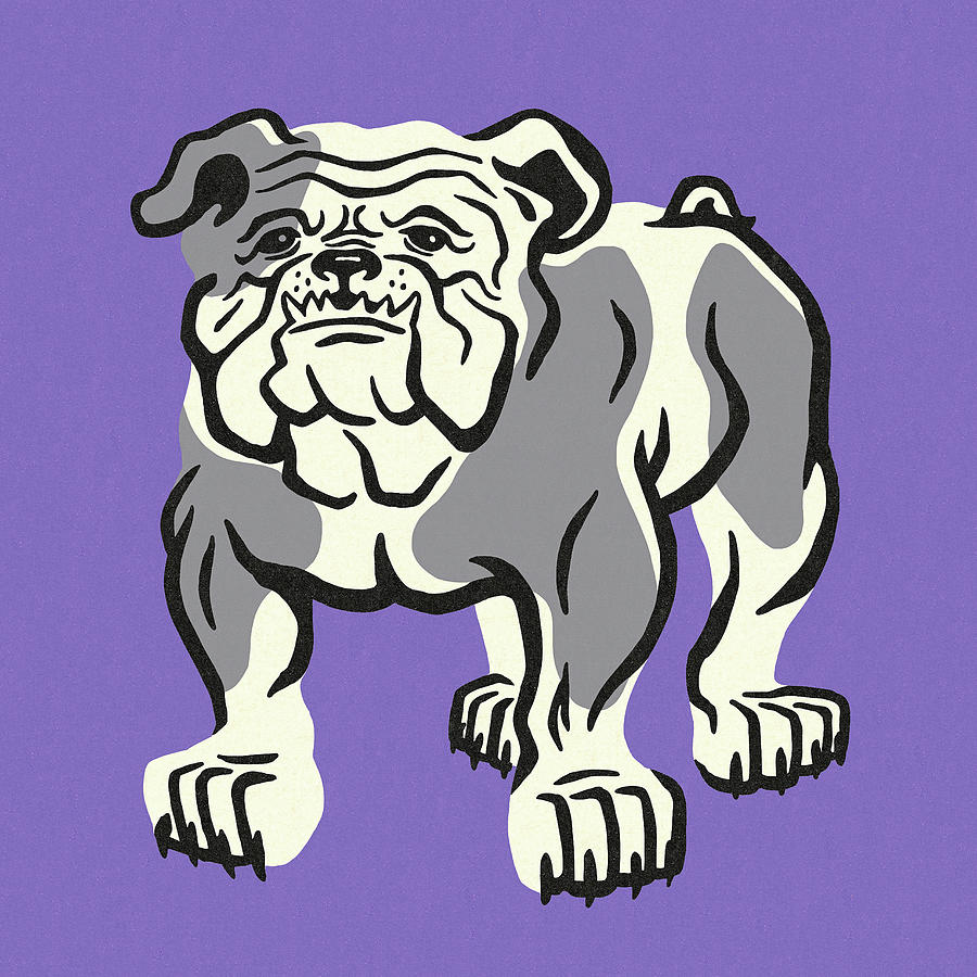 Vintage Drawing - Bulldog #32 by CSA Images