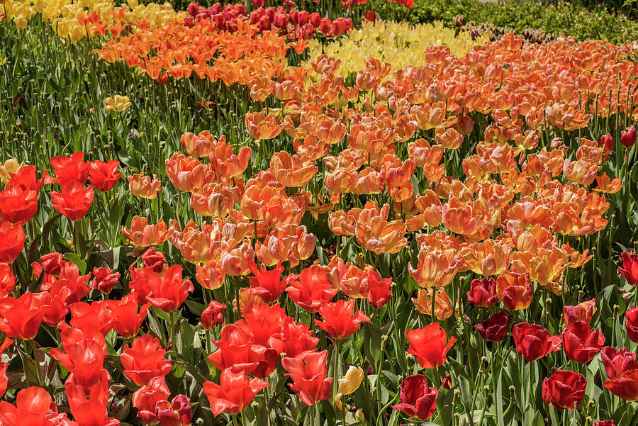 Many Colors of Tulips Photograph by Cameron Knudsen - Fine Art America