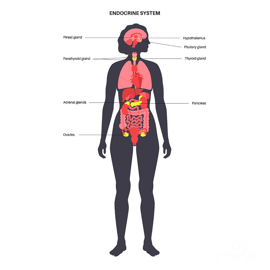 Human Endocrine System #32 by Science Photo Library