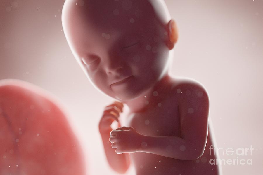 Human Foetus Photograph by Sebastian Kaulitzki/science Photo Library ...