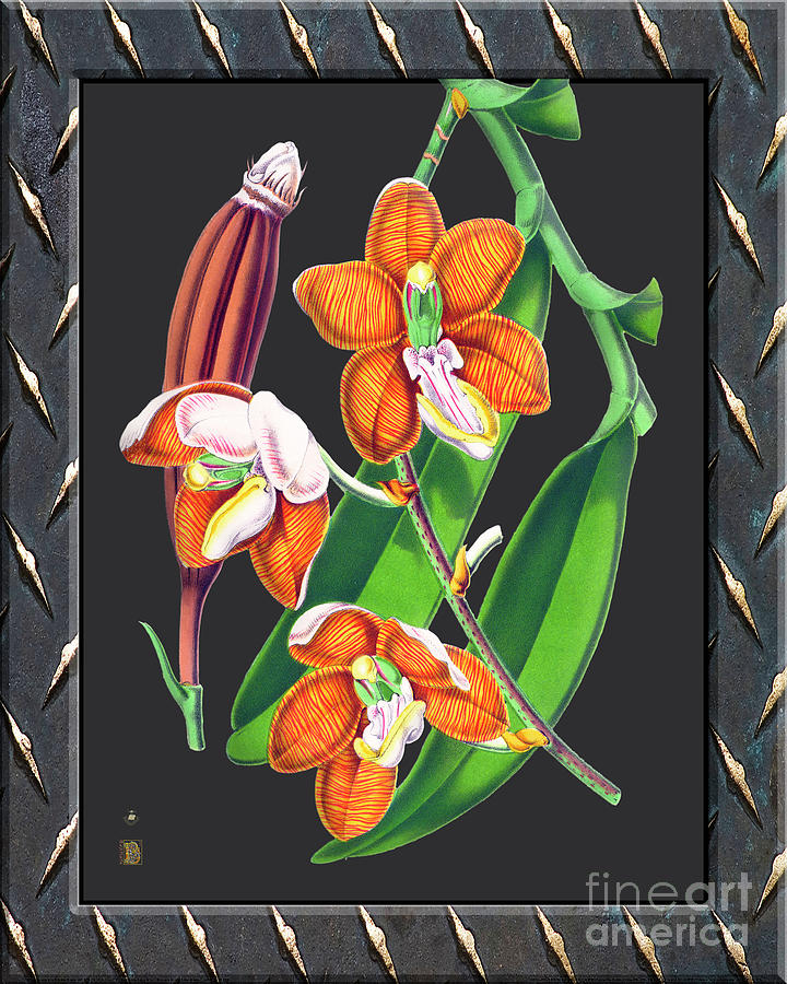 Orchid Vintage On Rust Metal Digital Art