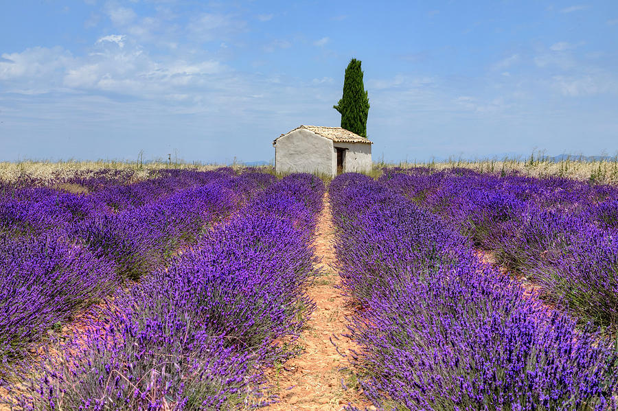 Valensole - Provence, France #32 Photograph by Joana Kruse