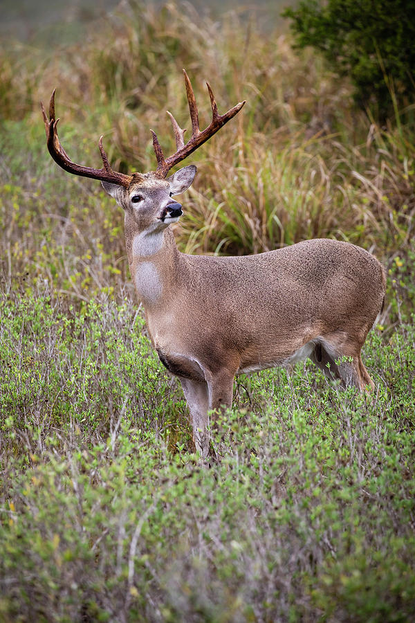 Baby Animal Photograph - White-tailed Deer (odocoileus 32 by Larry Ditto Baby Animal Photograph - White-tailed Deer (odocoileus 32 by Larry Ditto