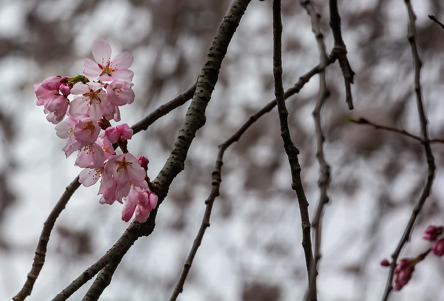 Cherry Blossoms #321 Photograph by Robert Ullmann