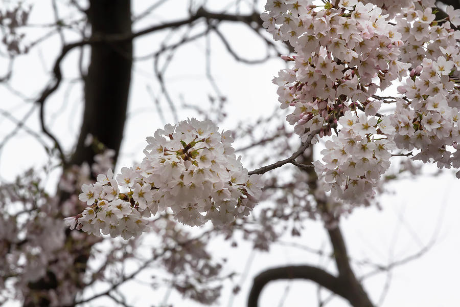 Cherry Blossoms #322 Photograph by Robert Ullmann