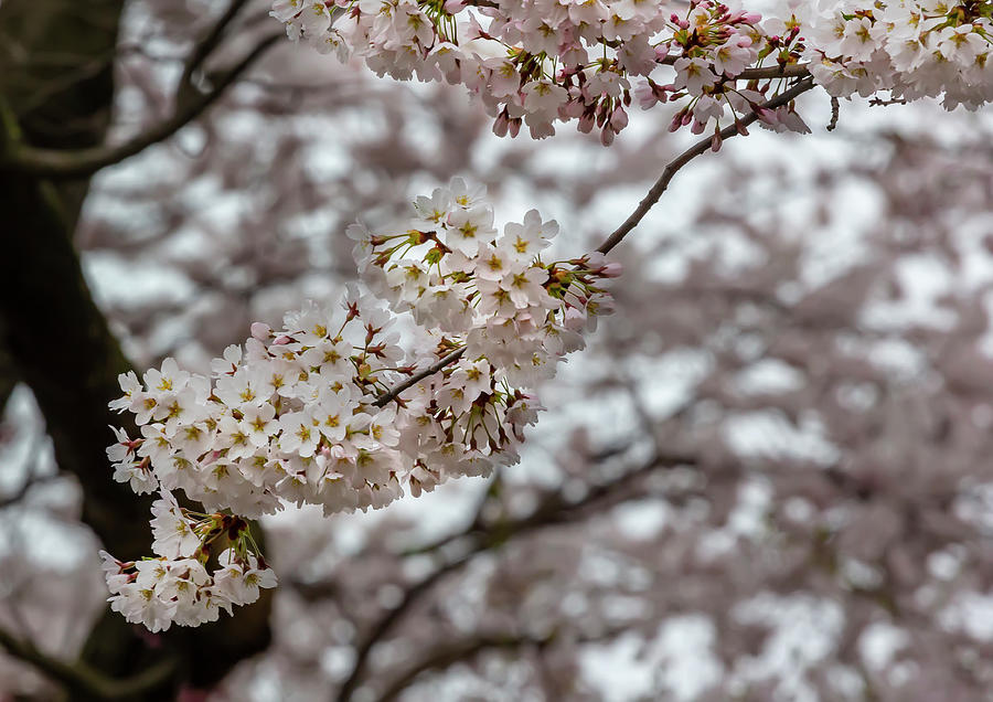 Cherry Blossoms #324 Photograph by Robert Ullmann