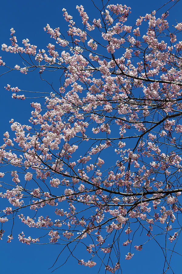 Cherry Blossoms #326 Photograph by Robert Ullmann