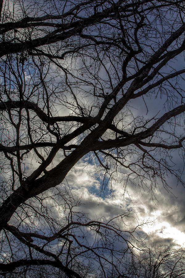 Branches and Clouds #33 Photograph by Robert Ullmann