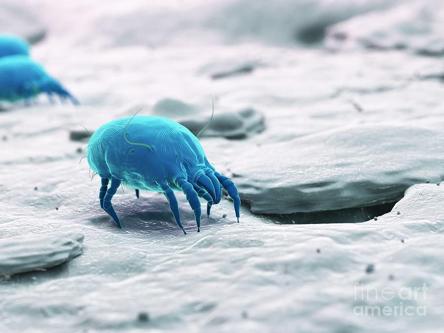 Dust Mite #33 Photograph by Sebastian Kaulitzki/science Photo Library