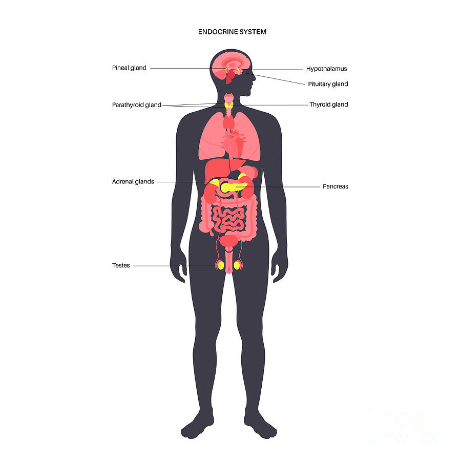 Human Endocrine System Photograph by Pikovit / Science Photo Library ...