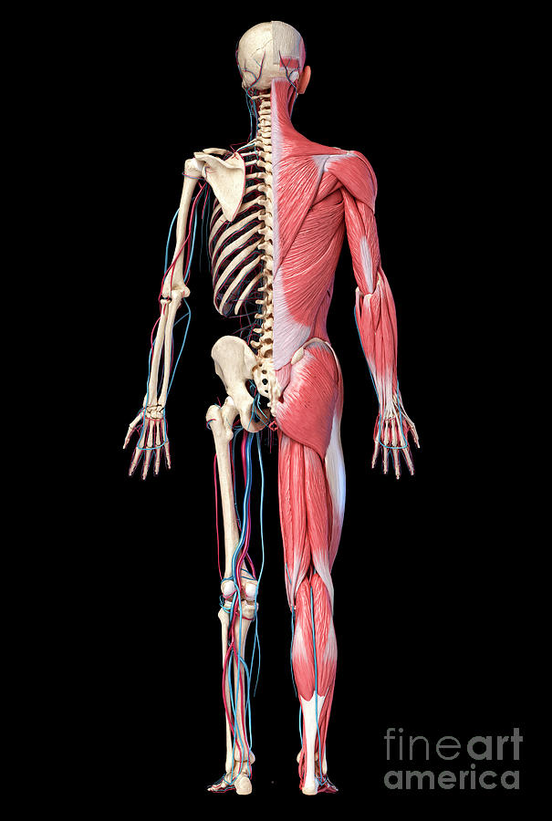 Human Skeleton #33 Photograph by Leonello Calvetti/science Photo Library