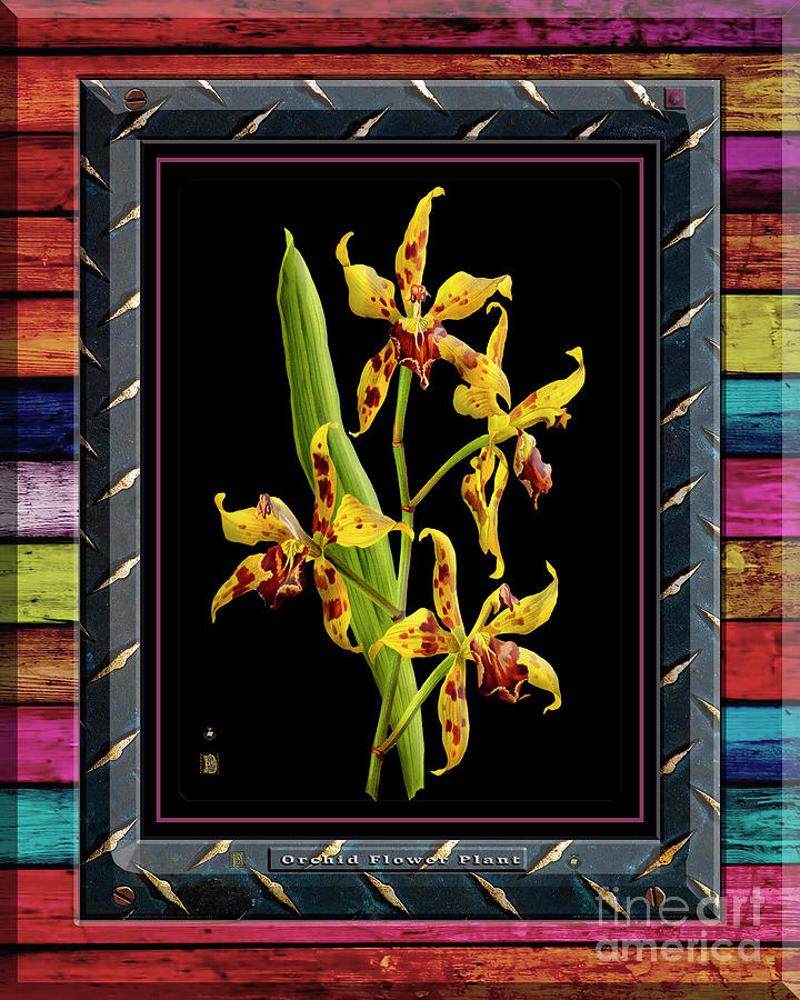 Orchid On Rusty Metal And Colored Weathered Planks Mixed Media