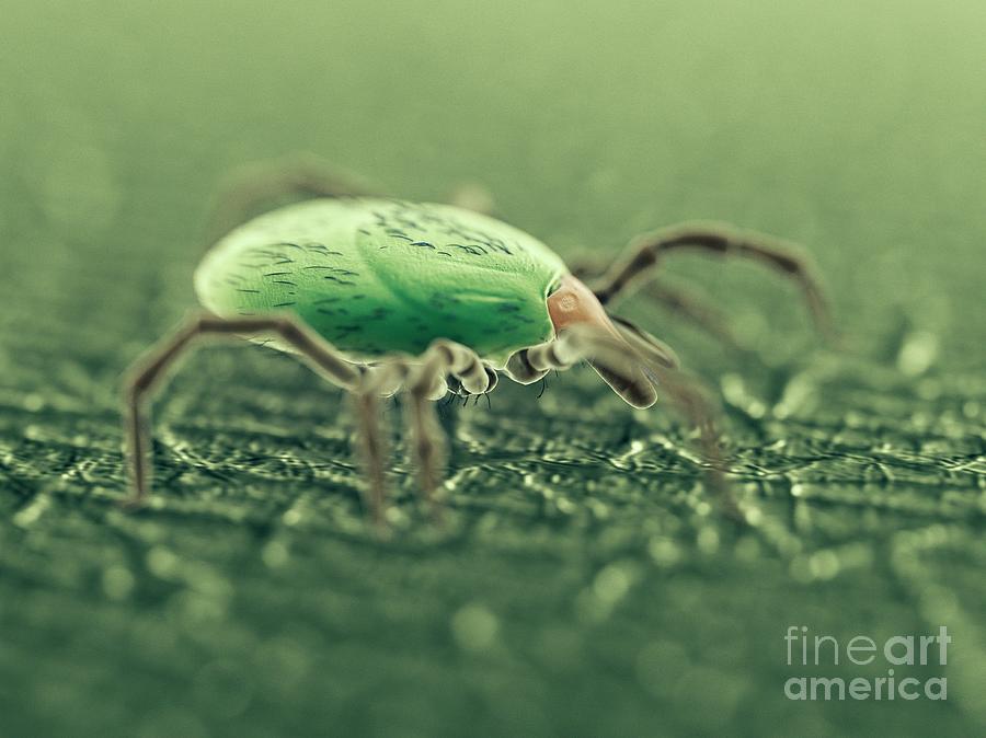 Nature Photograph - Tick #33 by Sebastian Kaulitzki/science Photo Library