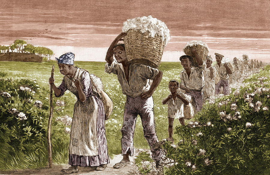 Cotton Pickers, Alabama, 1887 Photograph by Science Source