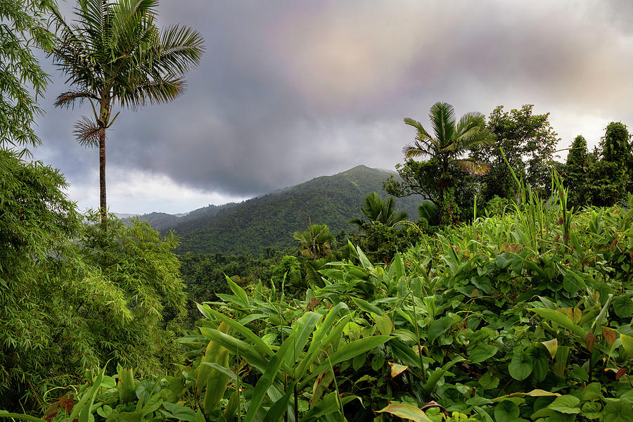 Yunque Natl Forest, Puerto Rico #33 Digital Art by Claudia Uripos