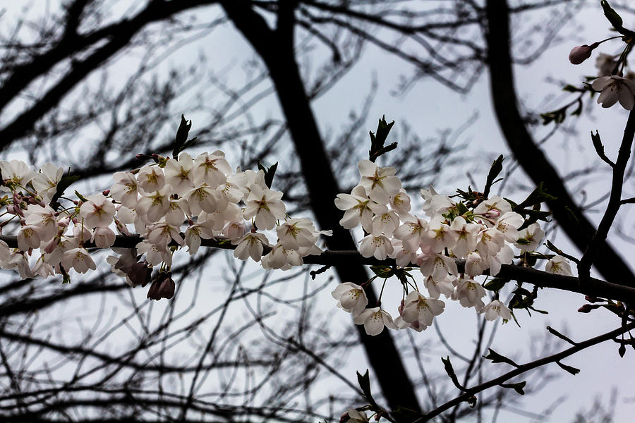 Cherry Blossoms #330 Photograph by Robert Ullmann