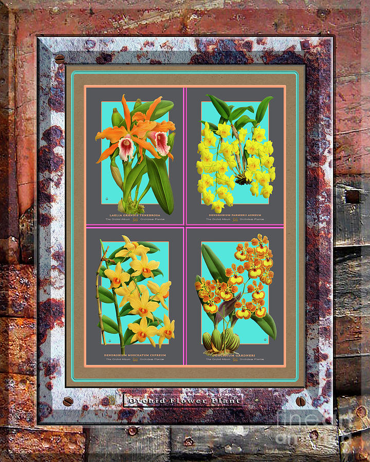 Vintage Painting - Antique Orchids Quatro on Rusted Metal and Weathered Wood Plank by Baptiste Posters